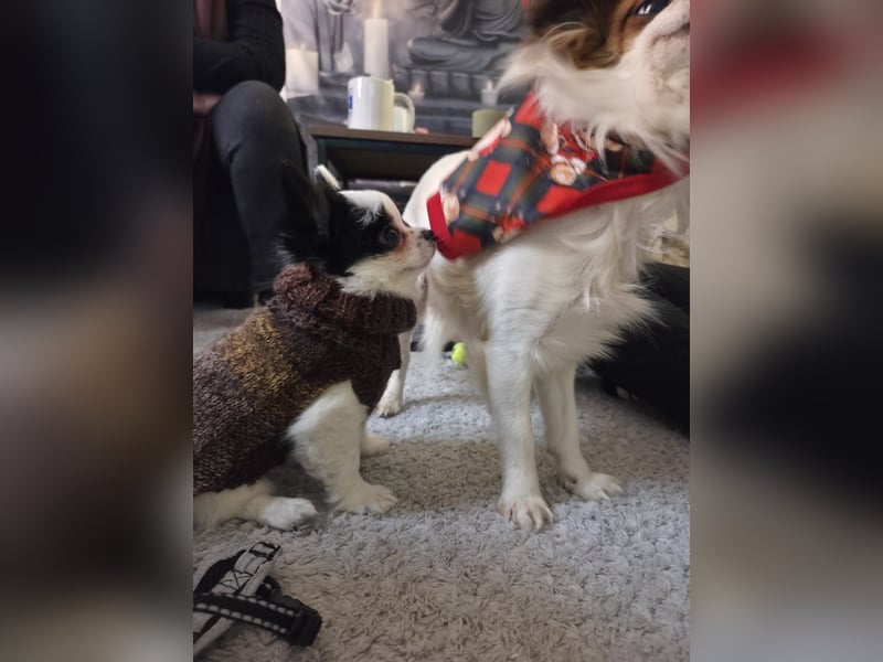 Monte - kleiner Frechdachs sucht sein Zuhause