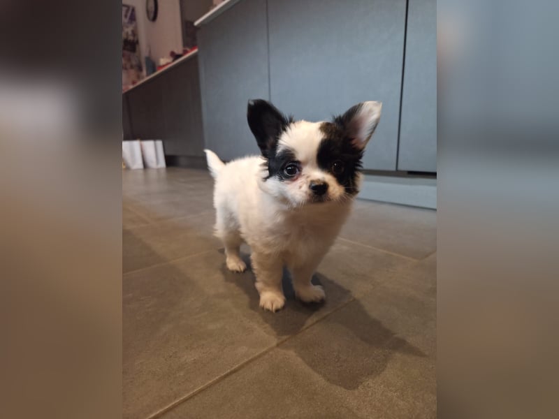 Monte - kleiner Frechdachs sucht sein Zuhause