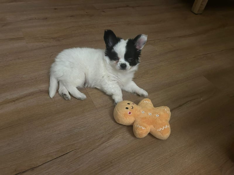 Monte - kleiner Frechdachs sucht sein Zuhause