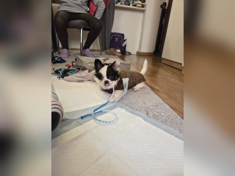 Monte - kleiner Frechdachs sucht sein Zuhause