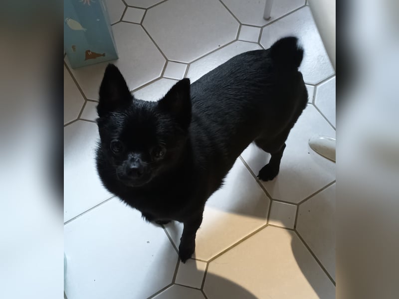 Freundlicher Pomchi Rüde sucht liebevolles Heim