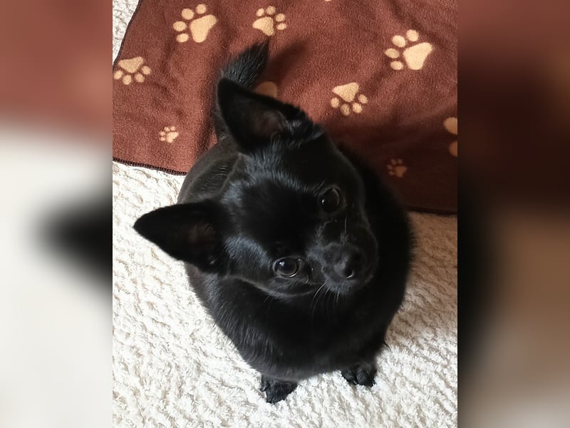 Freundlicher Pomchi Rüde sucht liebevolles Heim