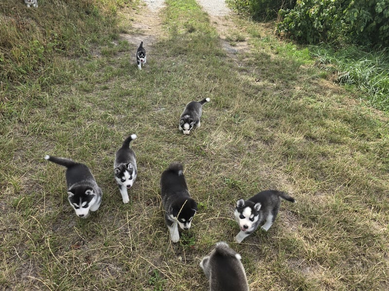 Pomsky Welpen suchen liebevolle Hände, Minihuskys