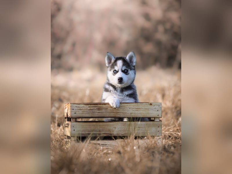 Pomsky Welpen suchen liebevolle Hände, Minihuskys