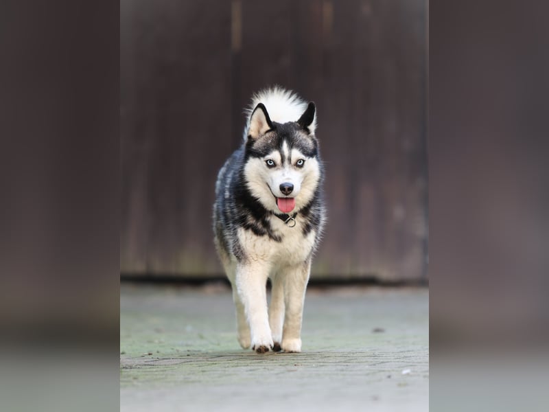 Pomsky Welpen suchen liebevolle Hände, Minihuskys