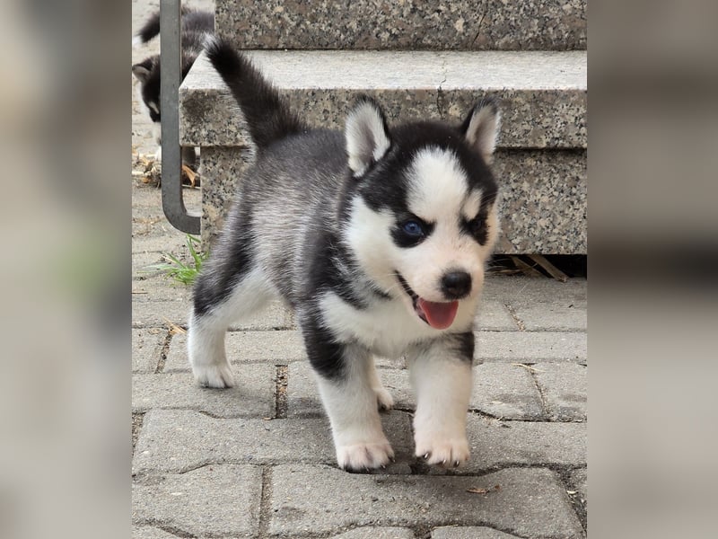 Pomsky Welpen suchen liebevolle Hände, Minihuskys