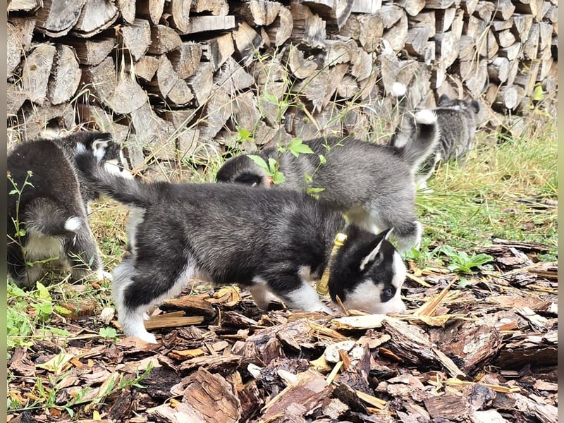 Pomsky Welpen suchen liebevolle Hände, Minihuskys