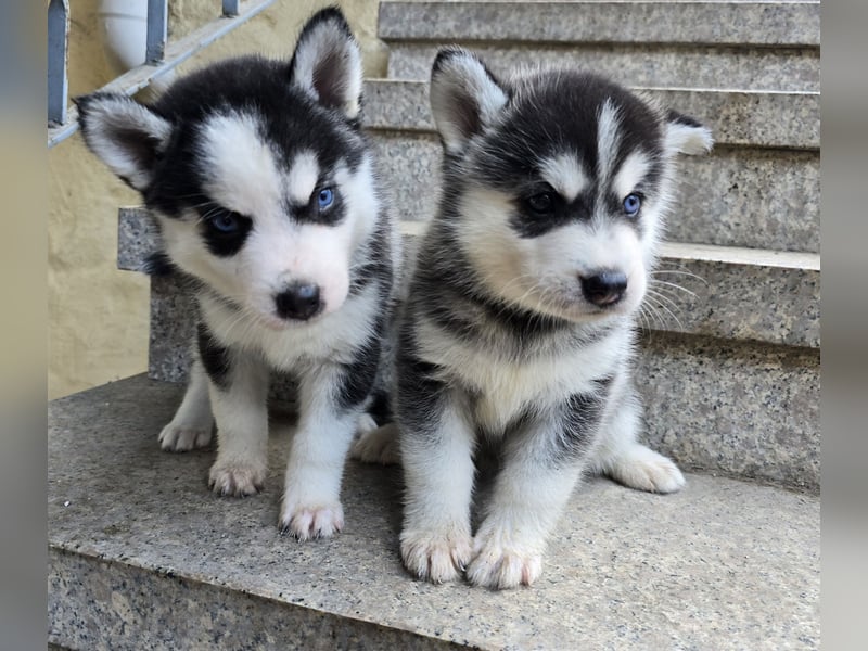 Pomsky Welpen suchen liebevolle Hände, Minihuskys