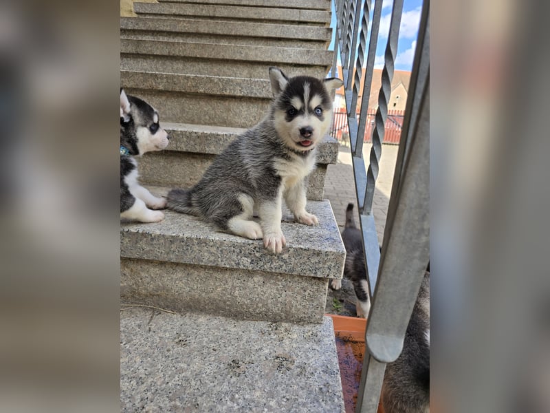Pomsky Welpen suchen liebevolle Hände, Minihuskys