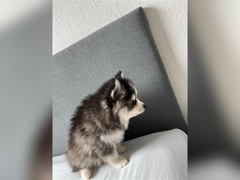 Pomsky