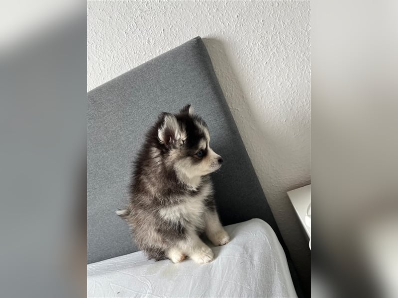 Pomsky