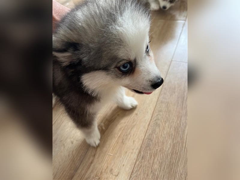 Pomsky