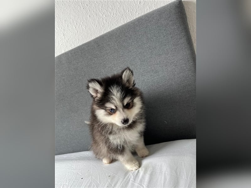 Pomsky