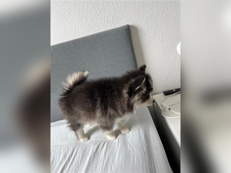 Pomsky