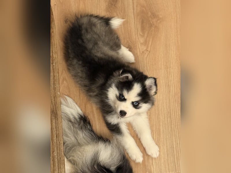 Pomsky Männchen Welpe zu verkaufen
