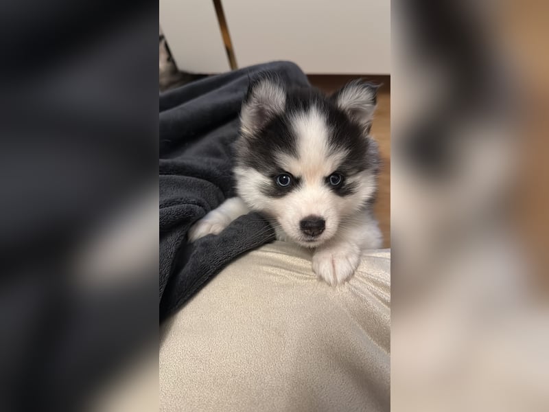 Pomsky Männchen Welpe zu verkaufen
