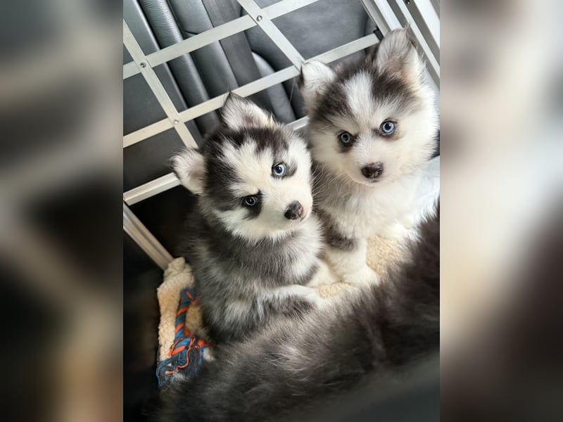 Pomsky Männchen Welpe zu verkaufen