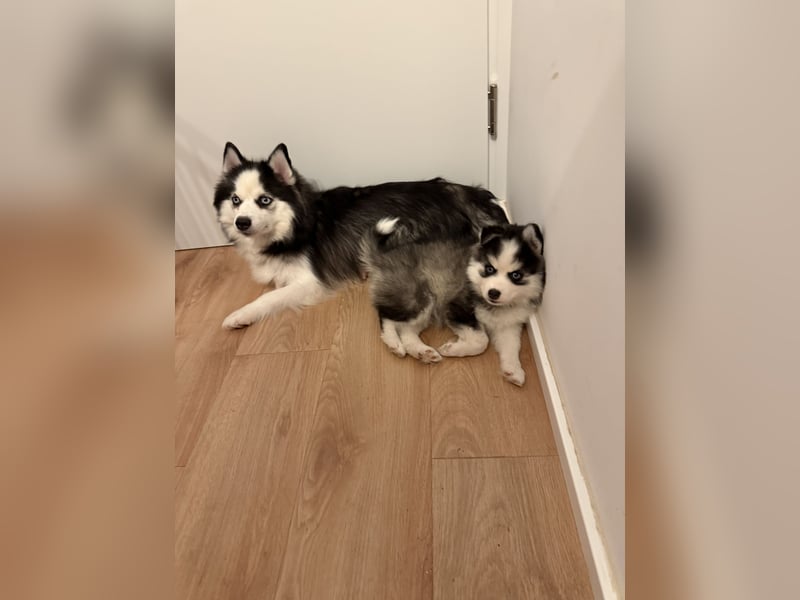 Pomsky Männchen Welpe zu verkaufen