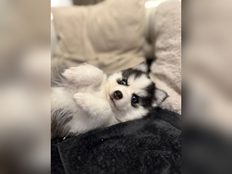 Pomsky Männchen Welpe zu verkaufen