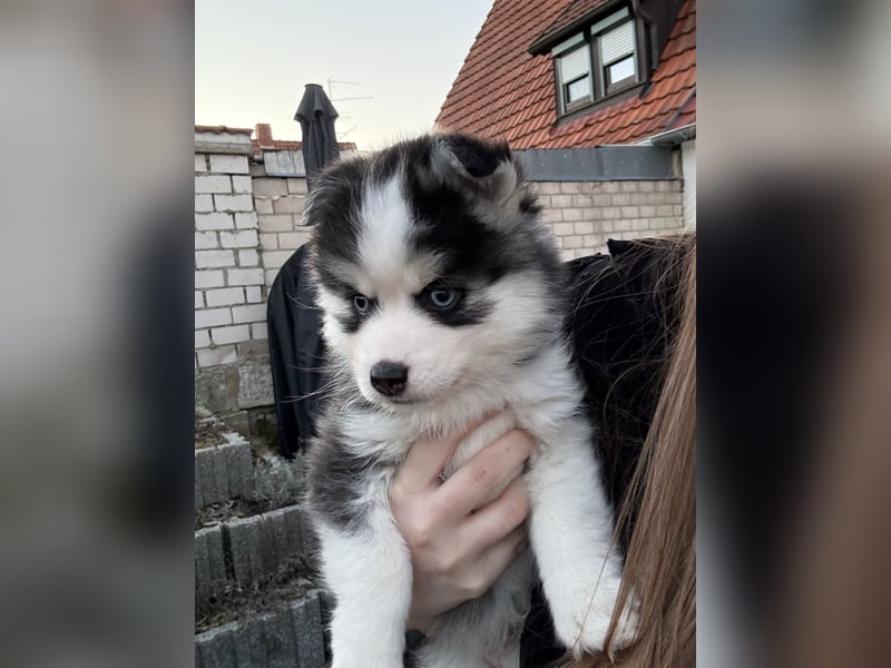 Pomsky Männchen Welpe zu verkaufen