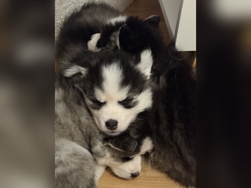 Pomsky Männchen Welpe zu verkaufen