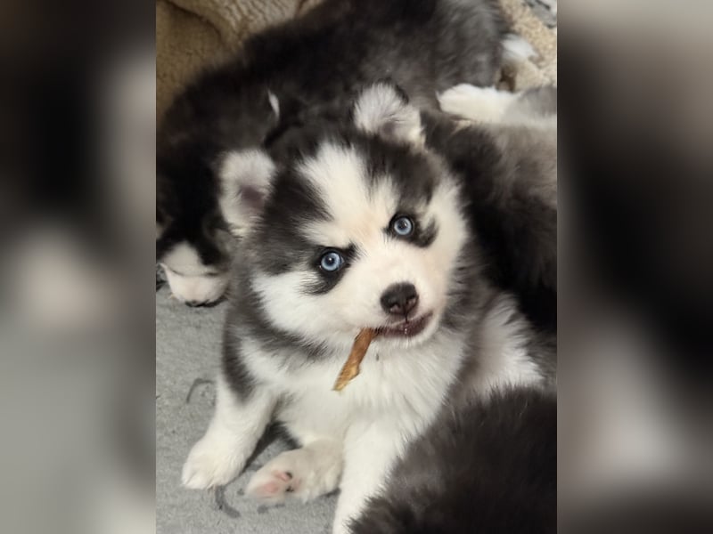 Pomsky Männchen Welpe zu verkaufen