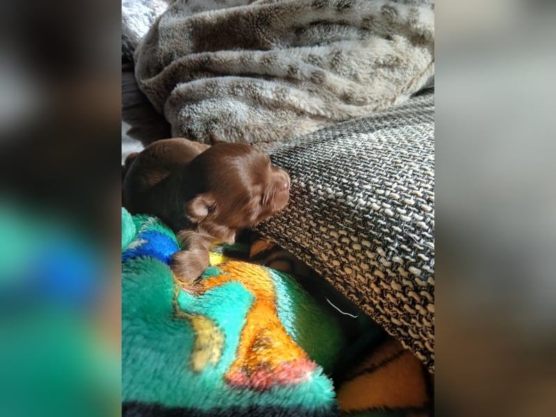 Pomchi Welpen langhaar