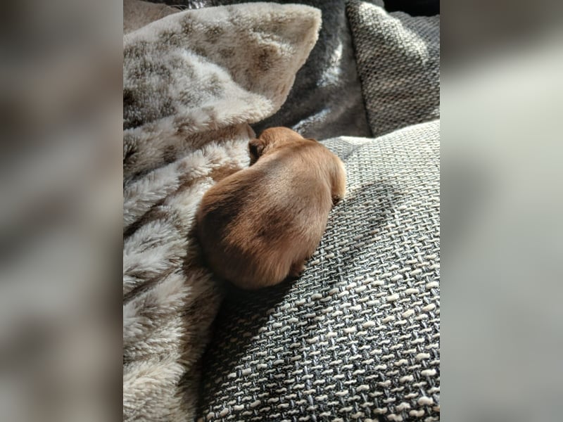 Pomchi Welpen langhaar