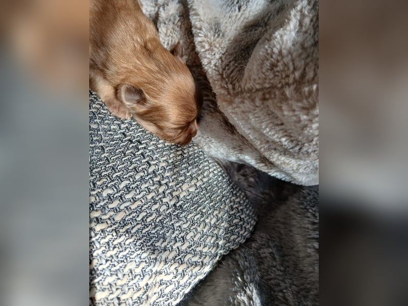 Pomchi Welpen langhaar