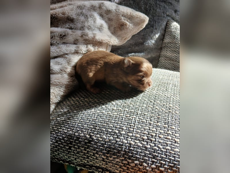 Pomchi Welpen langhaar