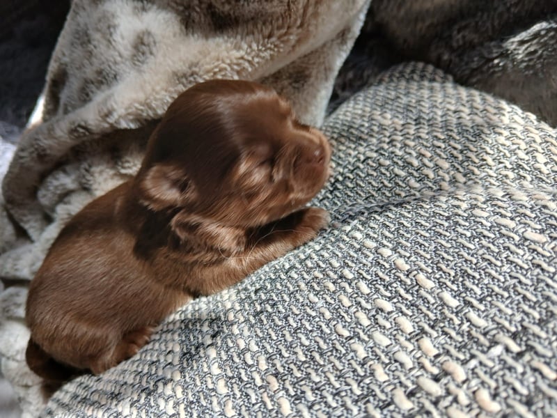 Pomchi Welpen langhaar