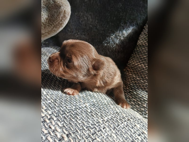 Pomchi Welpen langhaar
