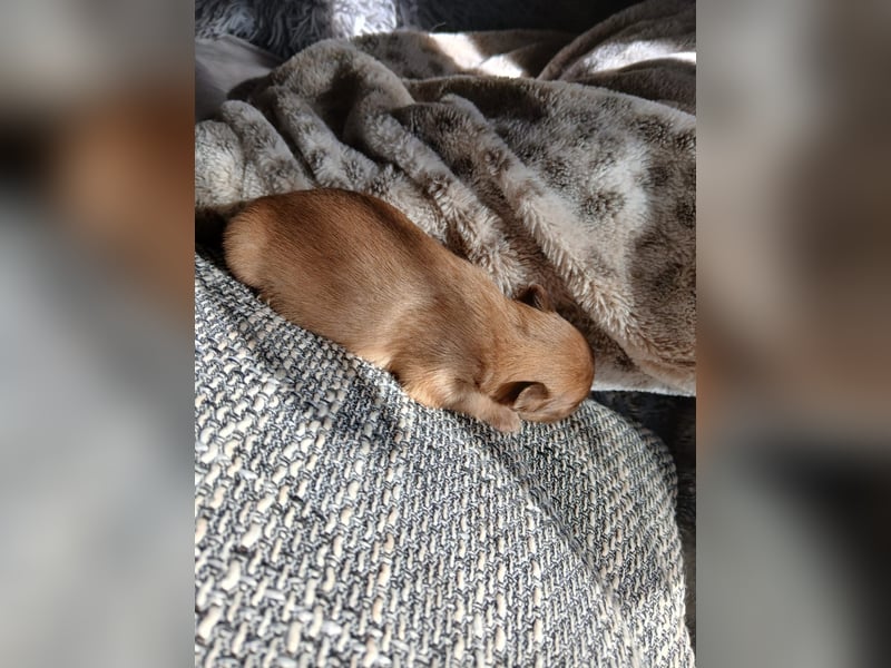 Pomchi Welpen langhaar