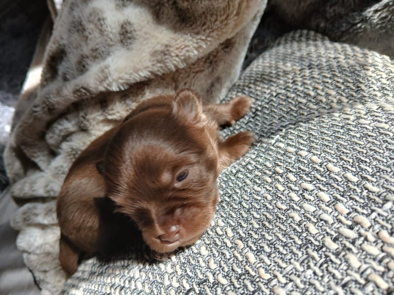 Pomchi Welpen langhaar