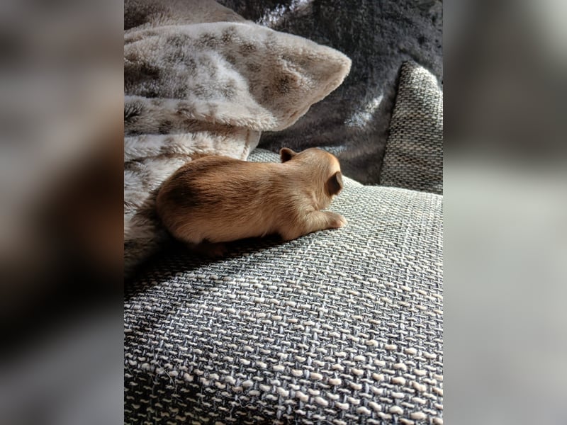 Pomchi Welpen langhaar