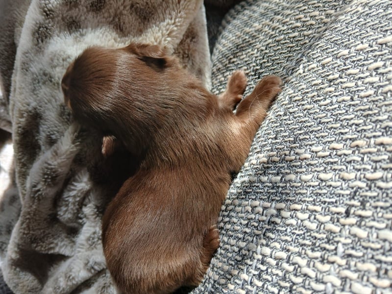 Pomchi Welpen langhaar
