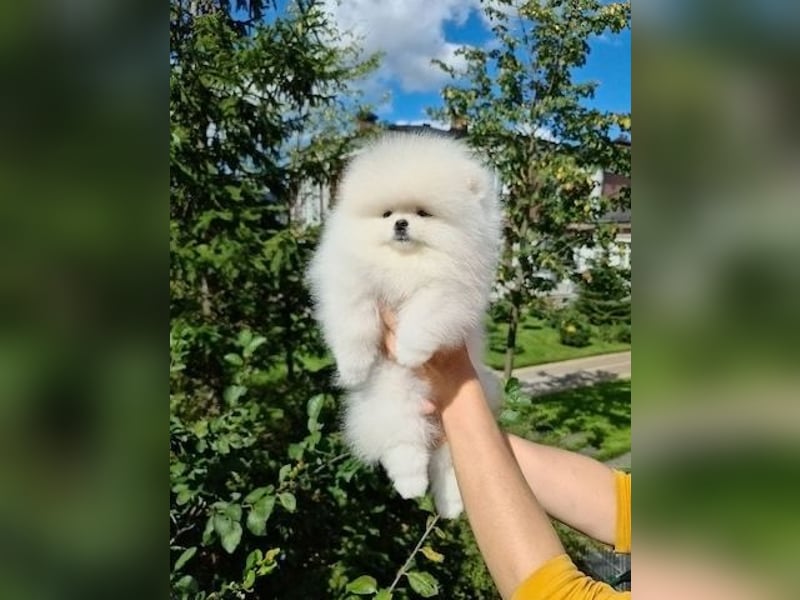Pomeranian  Zwergspitz Hündin – geimpft, entwurmt, gechipt, mit EU-Heimtierausweis