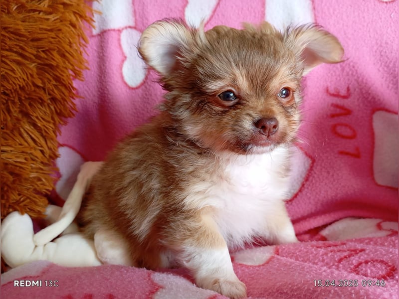 Hübsche Pomchi Welpen