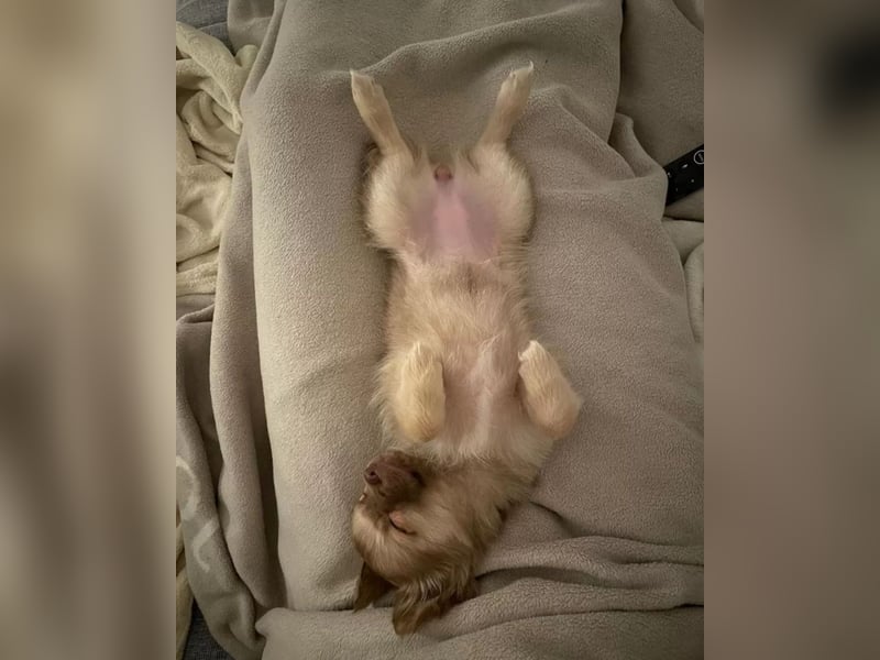 Pomchi Welpen langhaar