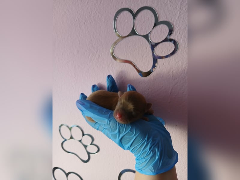 Pomchi Welpen langhaar