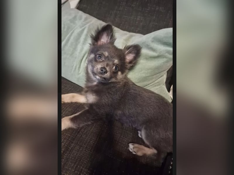 Pomchi Welpen langhaar