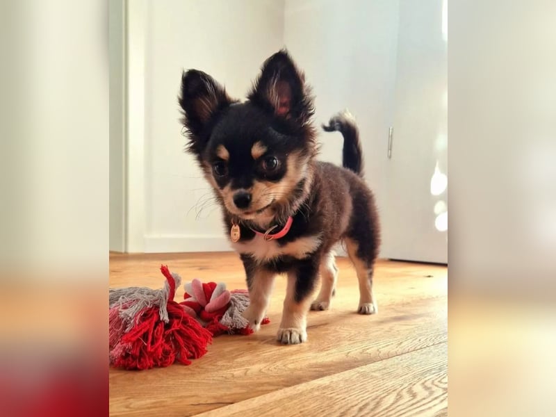Pomchi Welpen langhaar