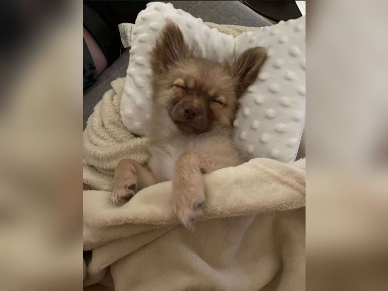 Pomchi Welpen langhaar