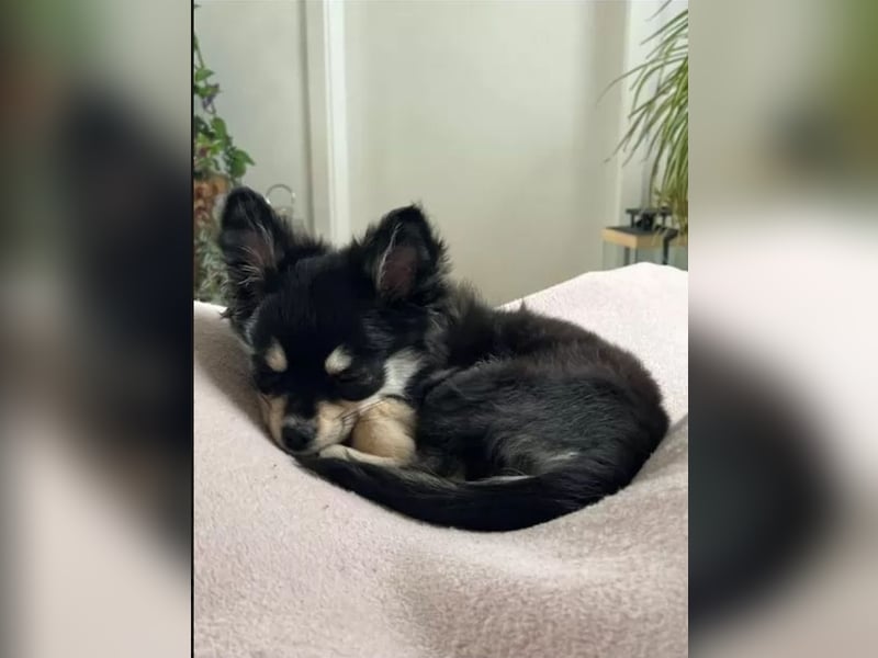 Pomchi Welpen langhaar