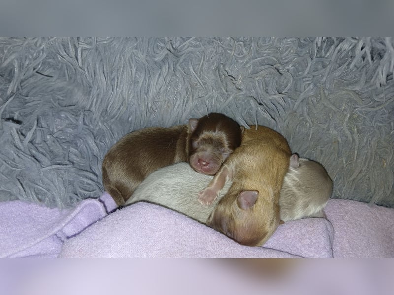Pomchi Welpen langhaar