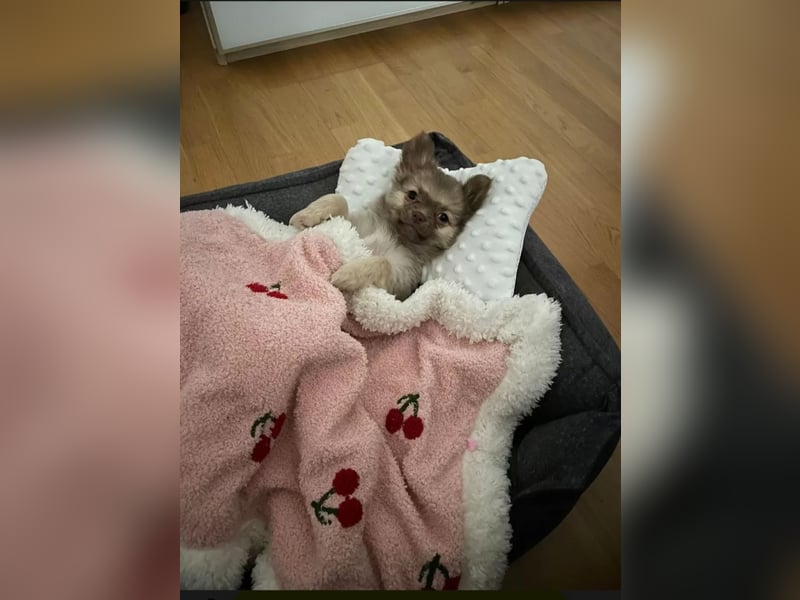 Pomchi Welpen langhaar
