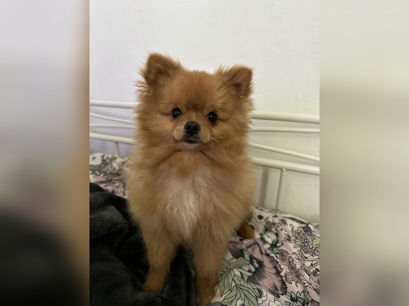 Pomeranian/Zwergspitz 2 jahre alt sucht liebevolles Zuhause