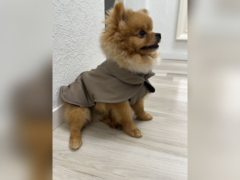 Pomeranian/Zwergspitz 2 jahre alt sucht liebevolles Zuhause