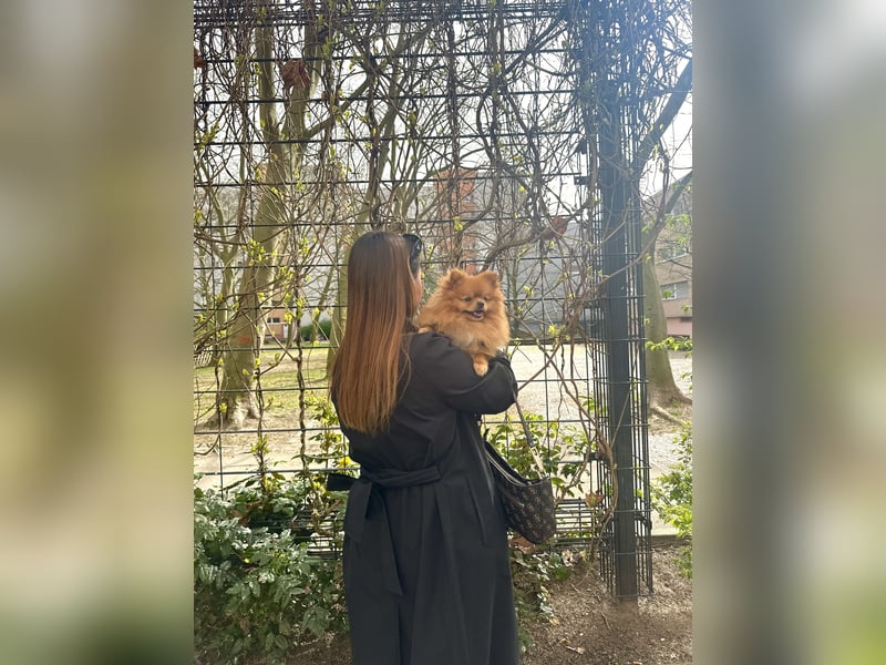 Pomeranian/Zwergspitz 2 jahre alt sucht liebevolles Zuhause