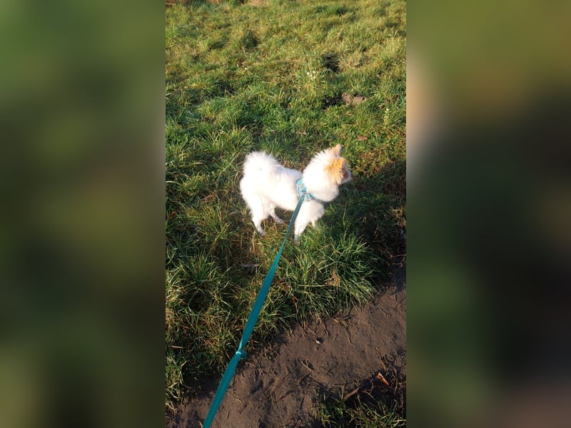 Pomeranian Zwergspitz Rüde